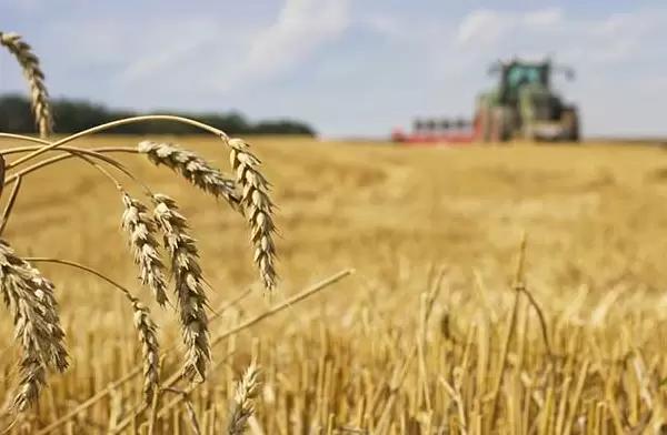 Strategie Grains повысили оценку производства пшеницы в ЕС на 1,6 млн тонн