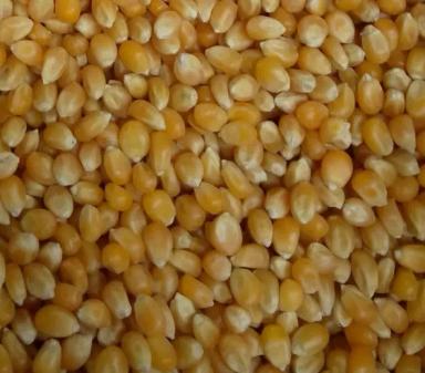 Кукуруза для поп-корна оптом