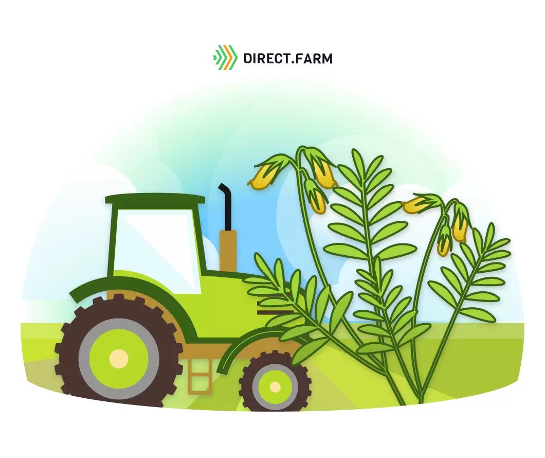 Технология возделывания чечевицы