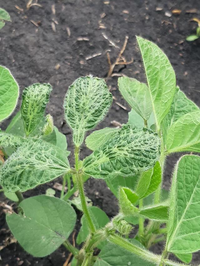 Кто знает, что с соей?