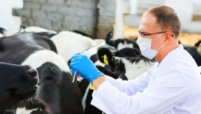 Россельхознадзор выдаст разрешения на введение в оборот вакцин для животных