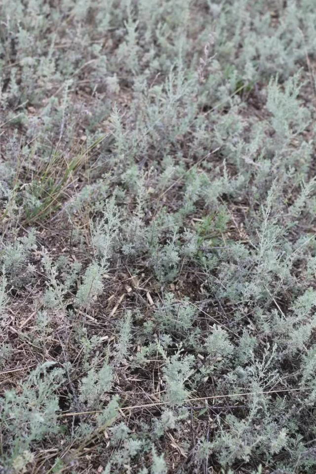 Биологическая мелиорация галофитами для сохранения здоровья почв