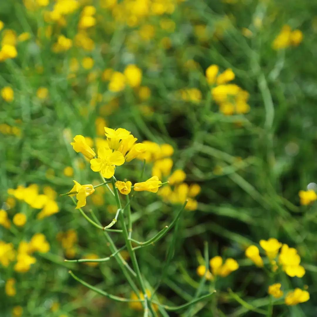Фунгициды на рапсе