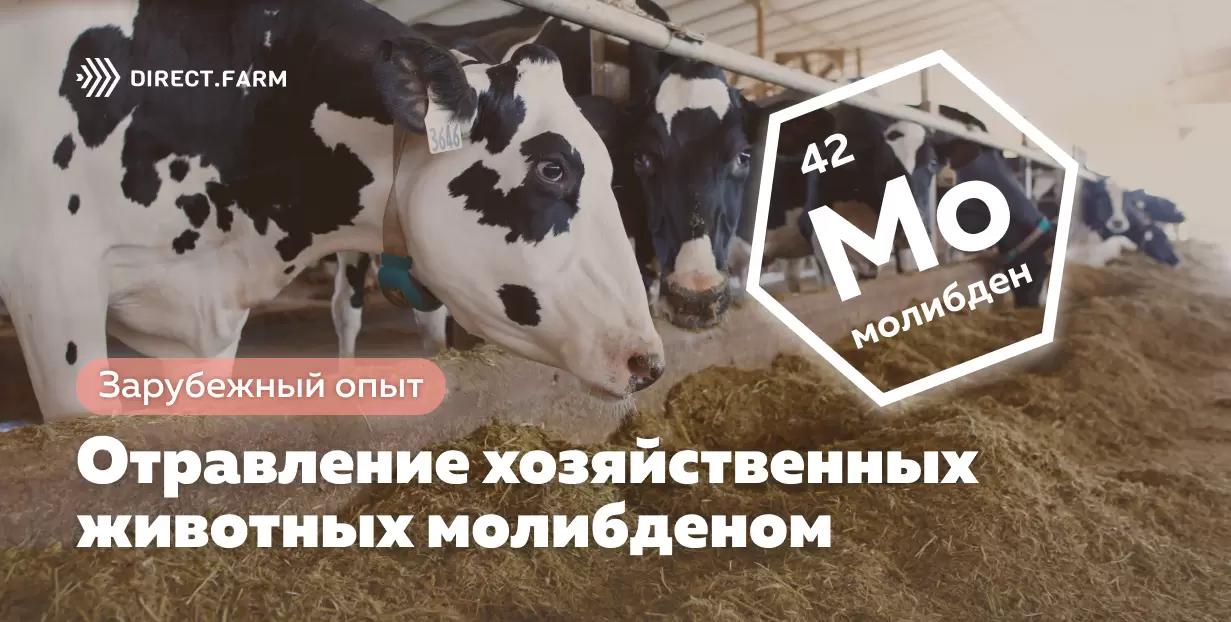 Отравление хозяйственных животных молибденом