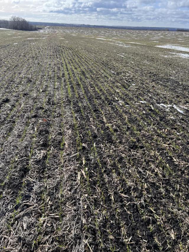 Проверка жизнеспособности озимой пшеницы после зимовки