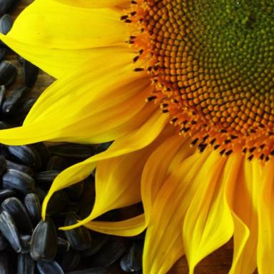 Семена подсолнечника Любо стайл EX, среднеранний гибрид (F1)