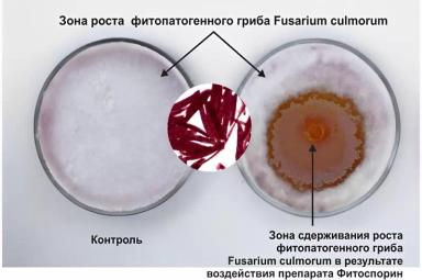 Использование комплексов микроорганизмов для защиты от фитопатогенов