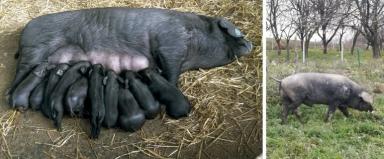 Черная славонская – порода свиней