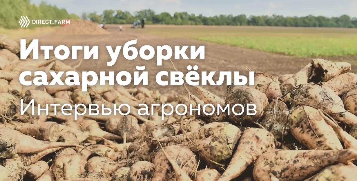 Итоги уборки сахарной свёклы. Интервью агрономов