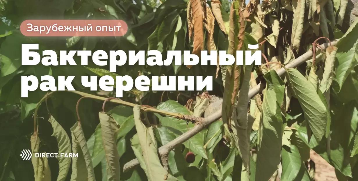 Бактериальный рак черешни