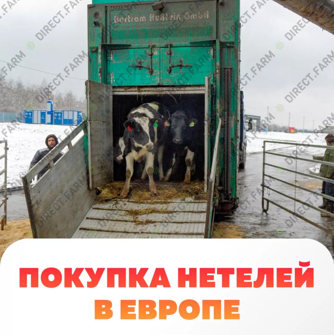 Порядок приобретения нетелей в Европе