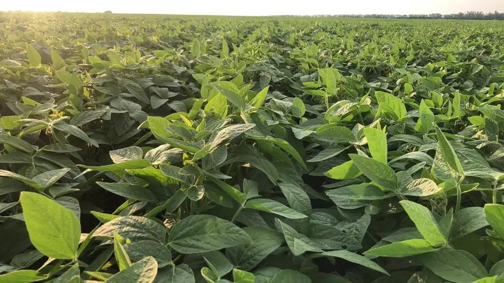 БЕРЕМ АКЦЕНТ НА СКОРОСПЕЛОСТЬ