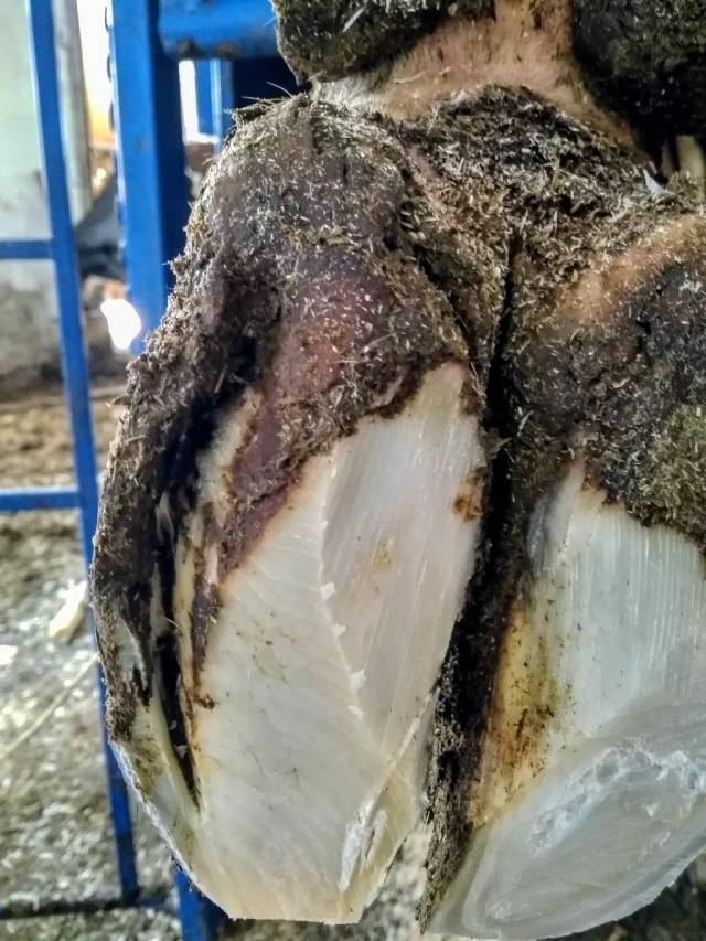 Болезнь белой линии (травма белой линии)