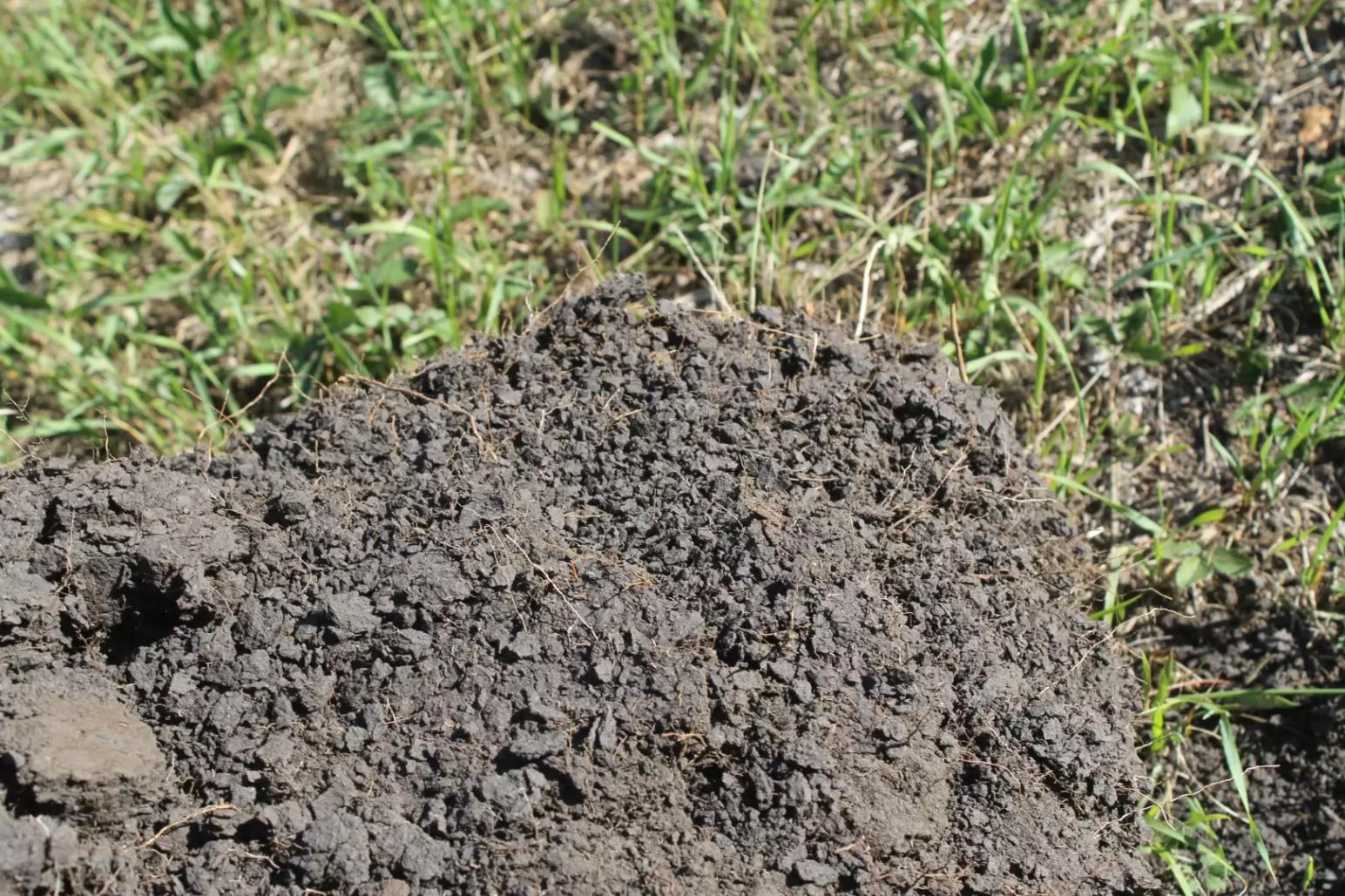 Способность корней поддерживать здоровье почв и растений – микробные комплексы