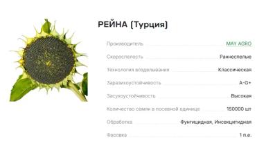 Семена подсолнечника гибрид РЕЙНА (Турция) (классика)