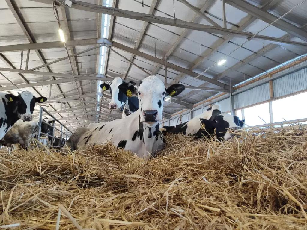 " Тепловой стресс коров 🐄 "