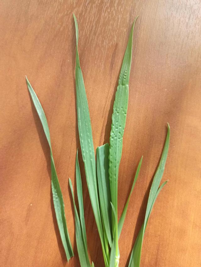 С Чем Связана Такая Деформация Листьев?