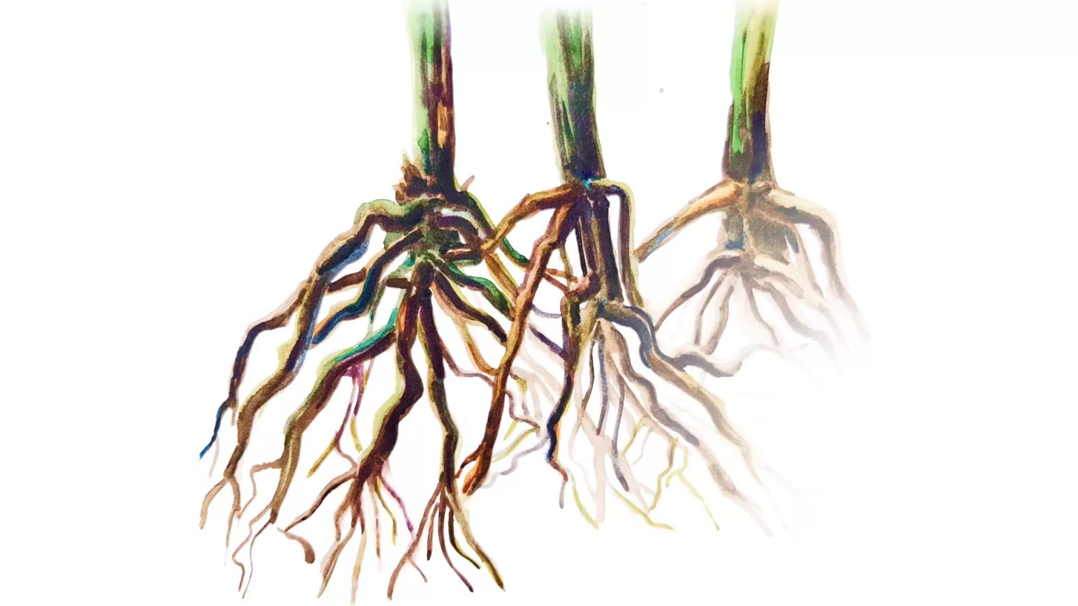 Офиоболёзная корневая гниль