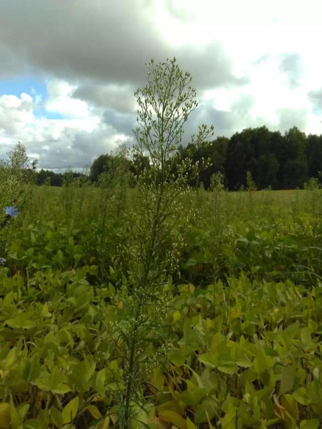 Как называется этот сорняк