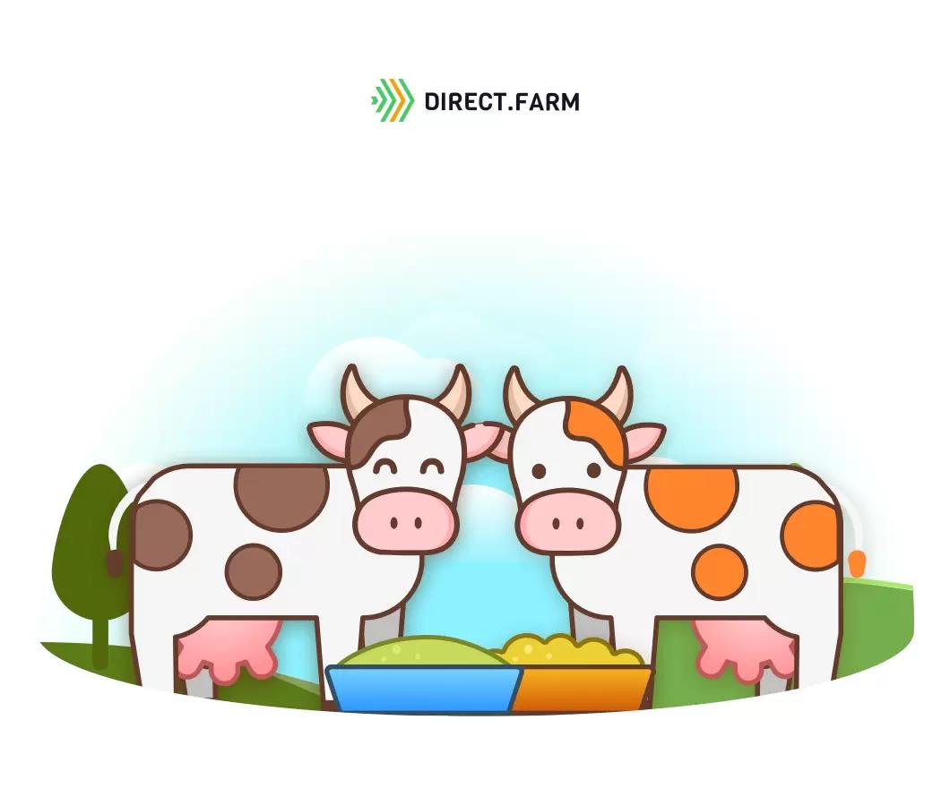 Кормление молочных коров по группам