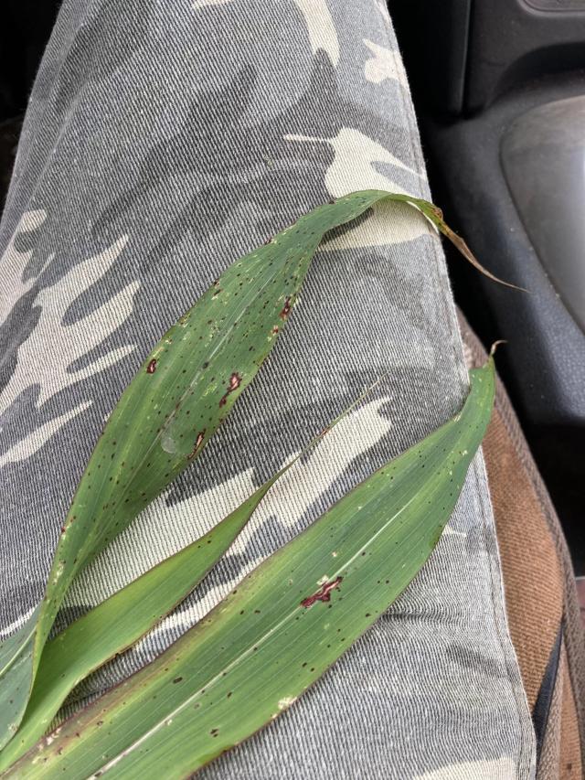 Нужен совет