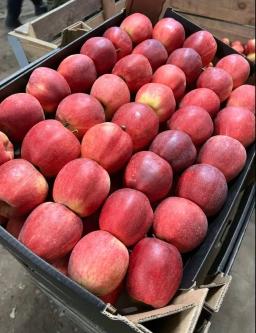 Яблоки оптом