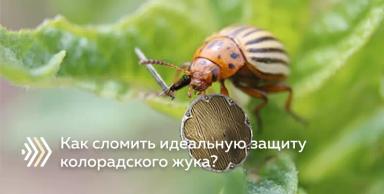 Почему колорадский жук устойчив к пестицидам? Методы преодоления резистентности.