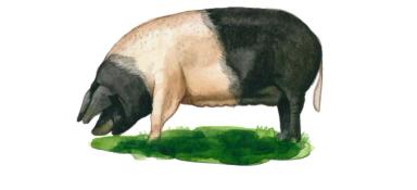Британский сэддлбэк – порода свиней