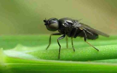 Ячменная шведская муха
