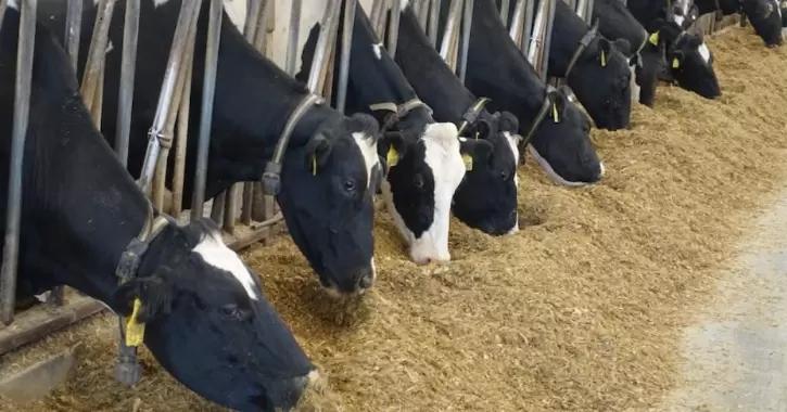 Кормовые добавки с метионином и улучшение воспроизводства скота