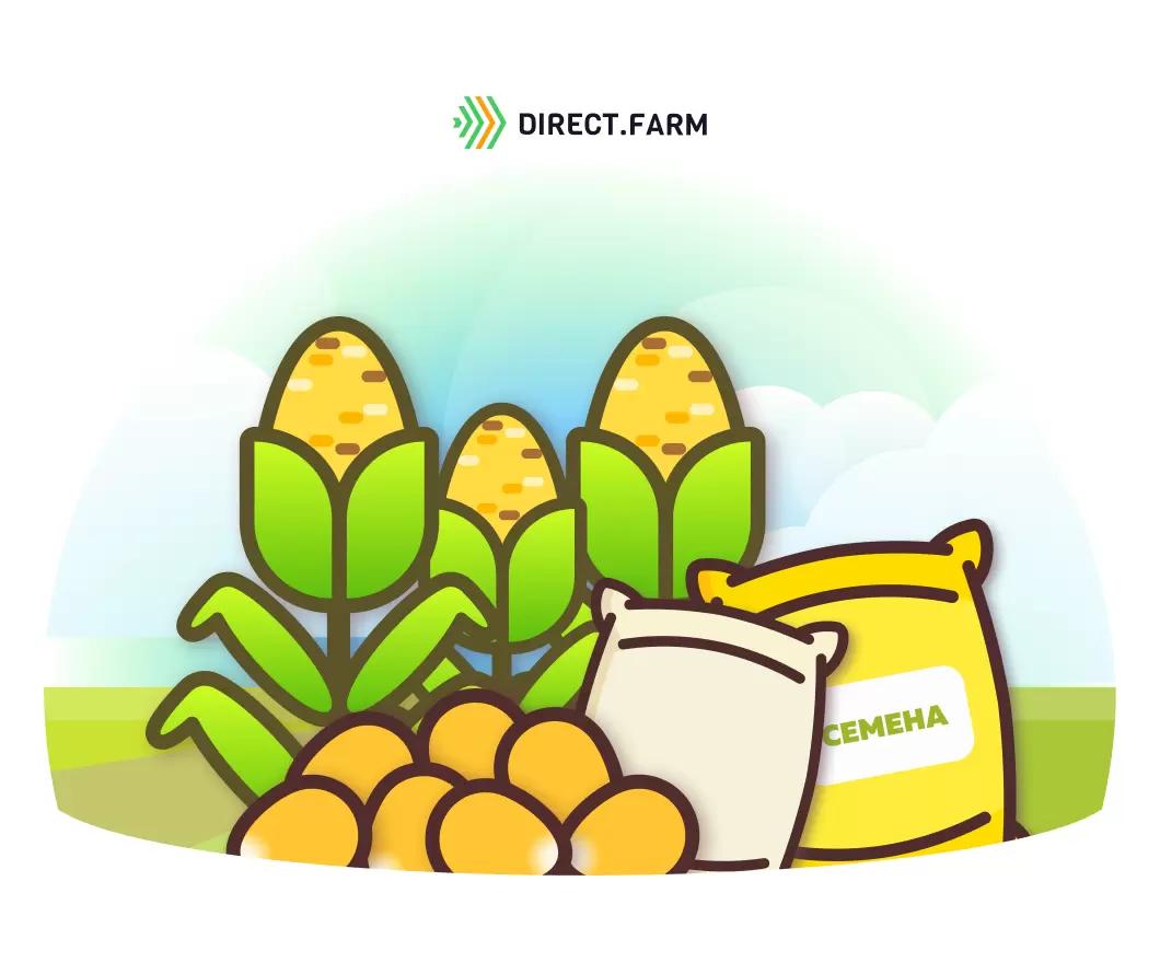 Гибриды кукурузы НПО «Семеноводство Кубани». Новинки 2022 года