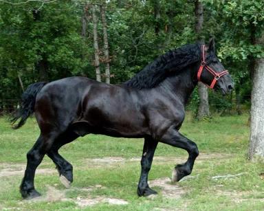 Першерон – порода лошадей 
