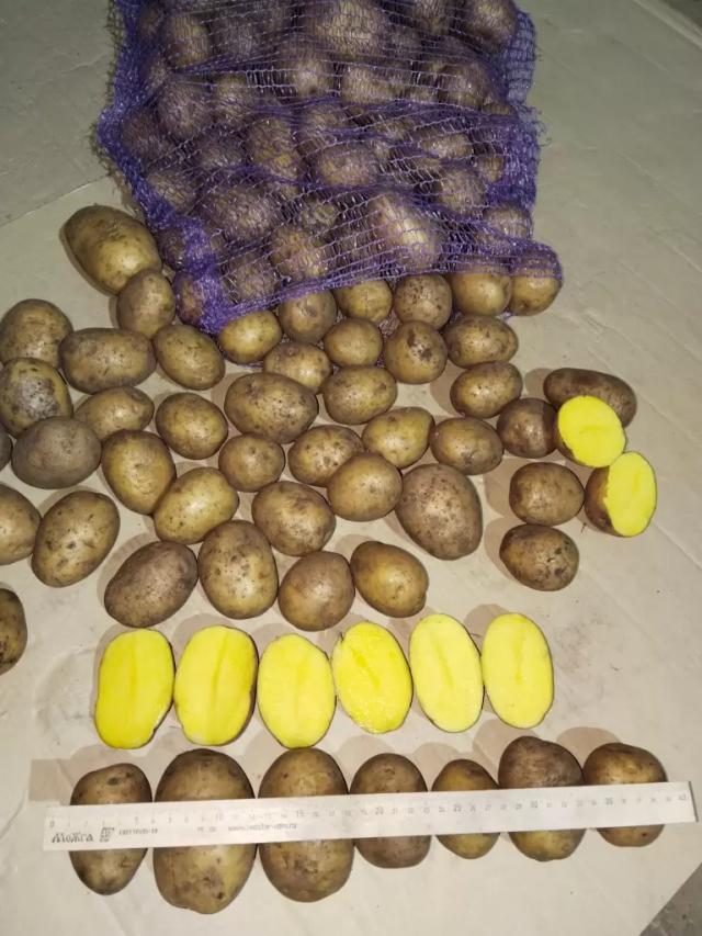 Картофель свежий РБ от производителя