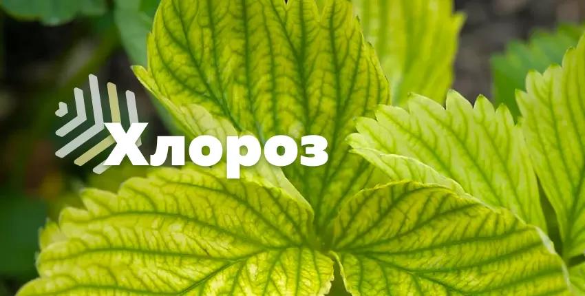 Хлороз растений
