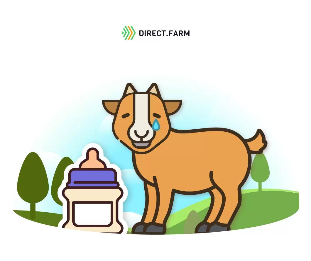 Почему козленок не сосет молоко?