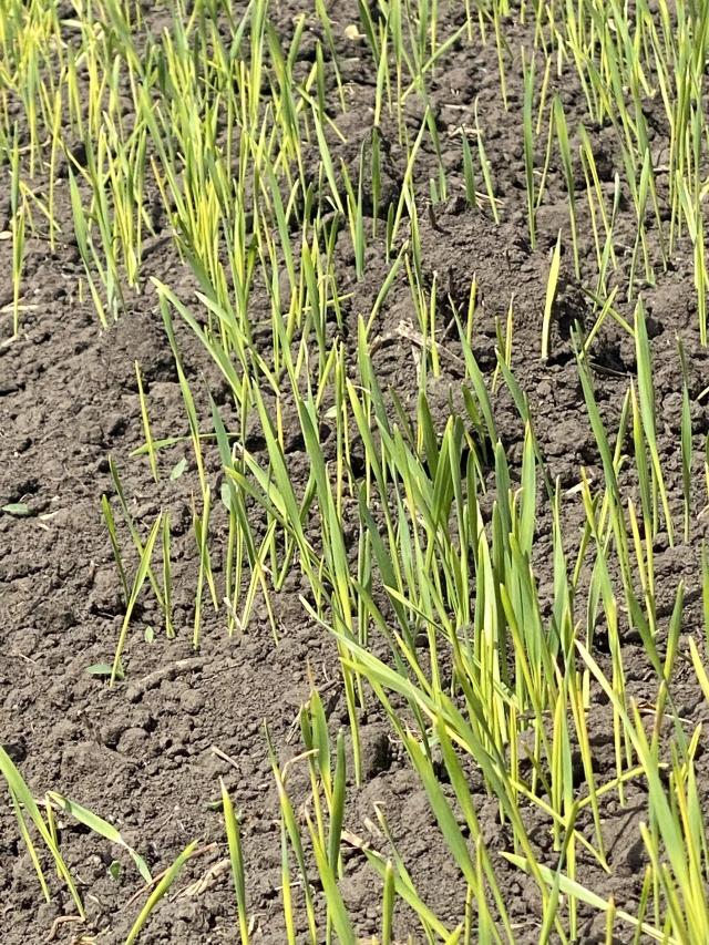 Всходы яровой пшеницы