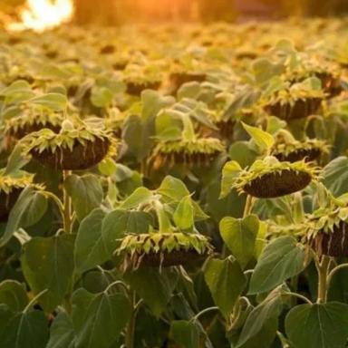 Семена подсолнечника Гусар КЛ, среднеранний гибрид (F1)