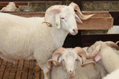 XXII Российская выставка племенных овец и коз
