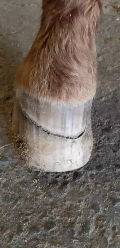 Вопросы из чатов: как залечить трещину на копыте у лошади? 