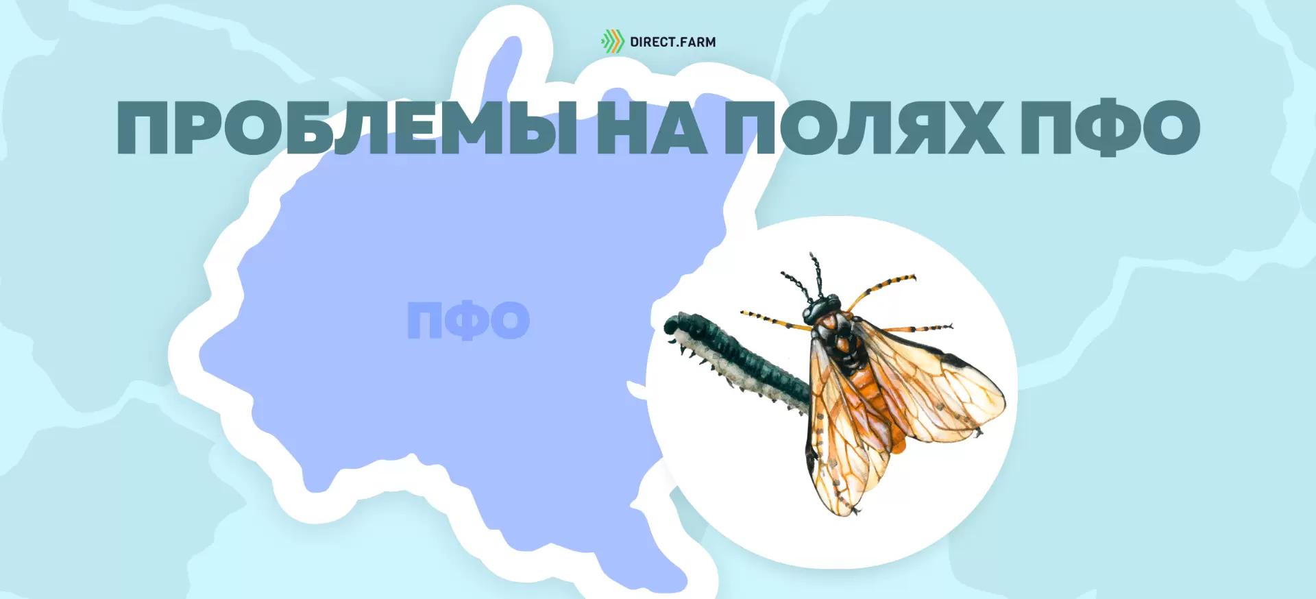 рапсовый пилильщик