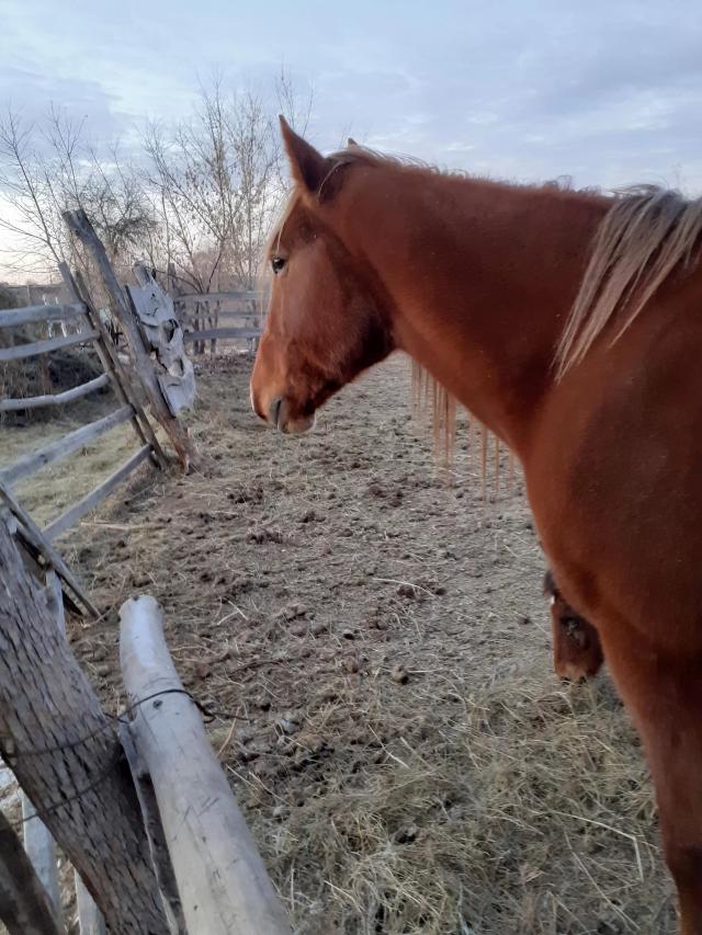 Какой скот можно развести за не большие деньги и прыбыльный
