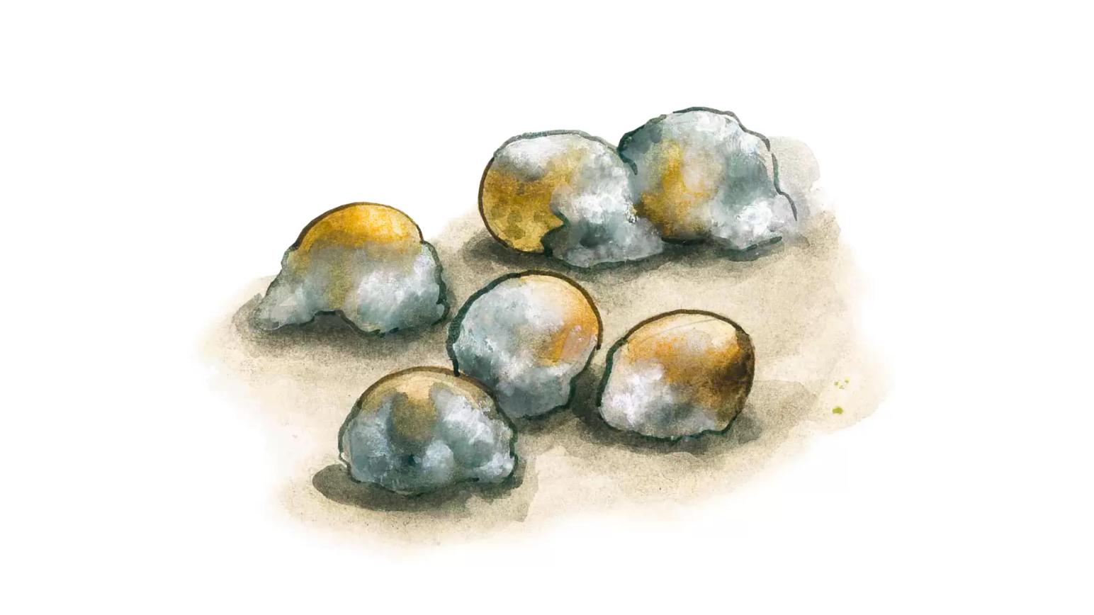 Плесневение семян гороха