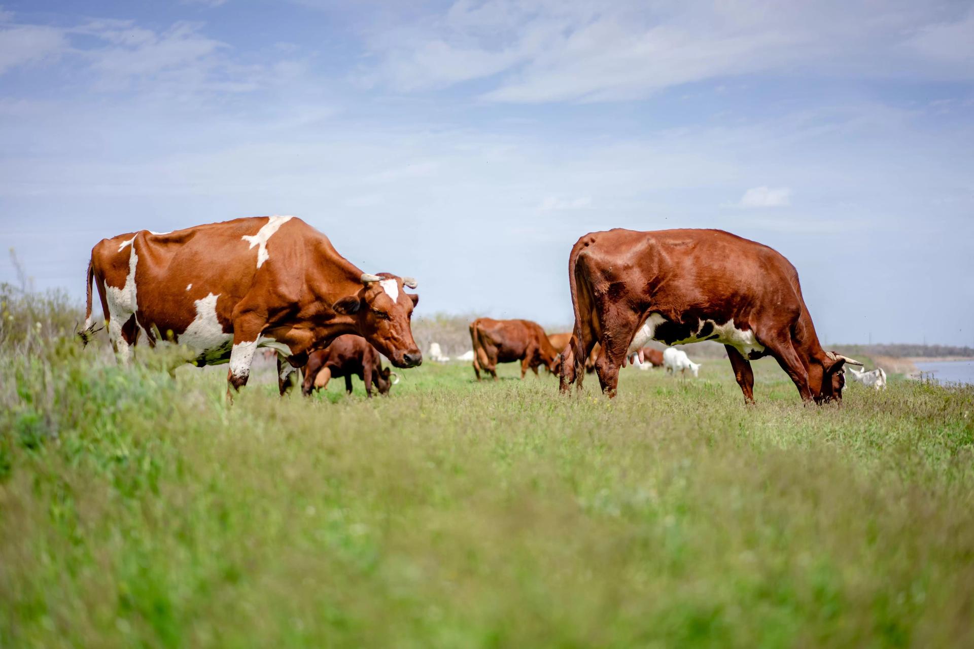  Витамин D в рационе коров повышает их иммунитет