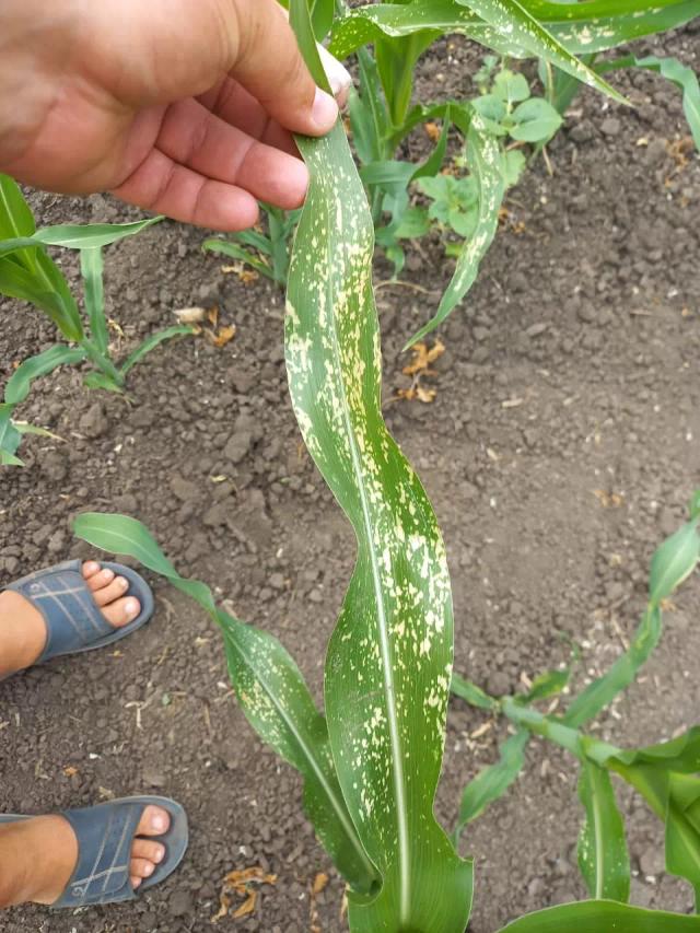 Что с кукурузой?