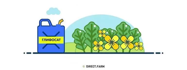 Горчица как сидерат
