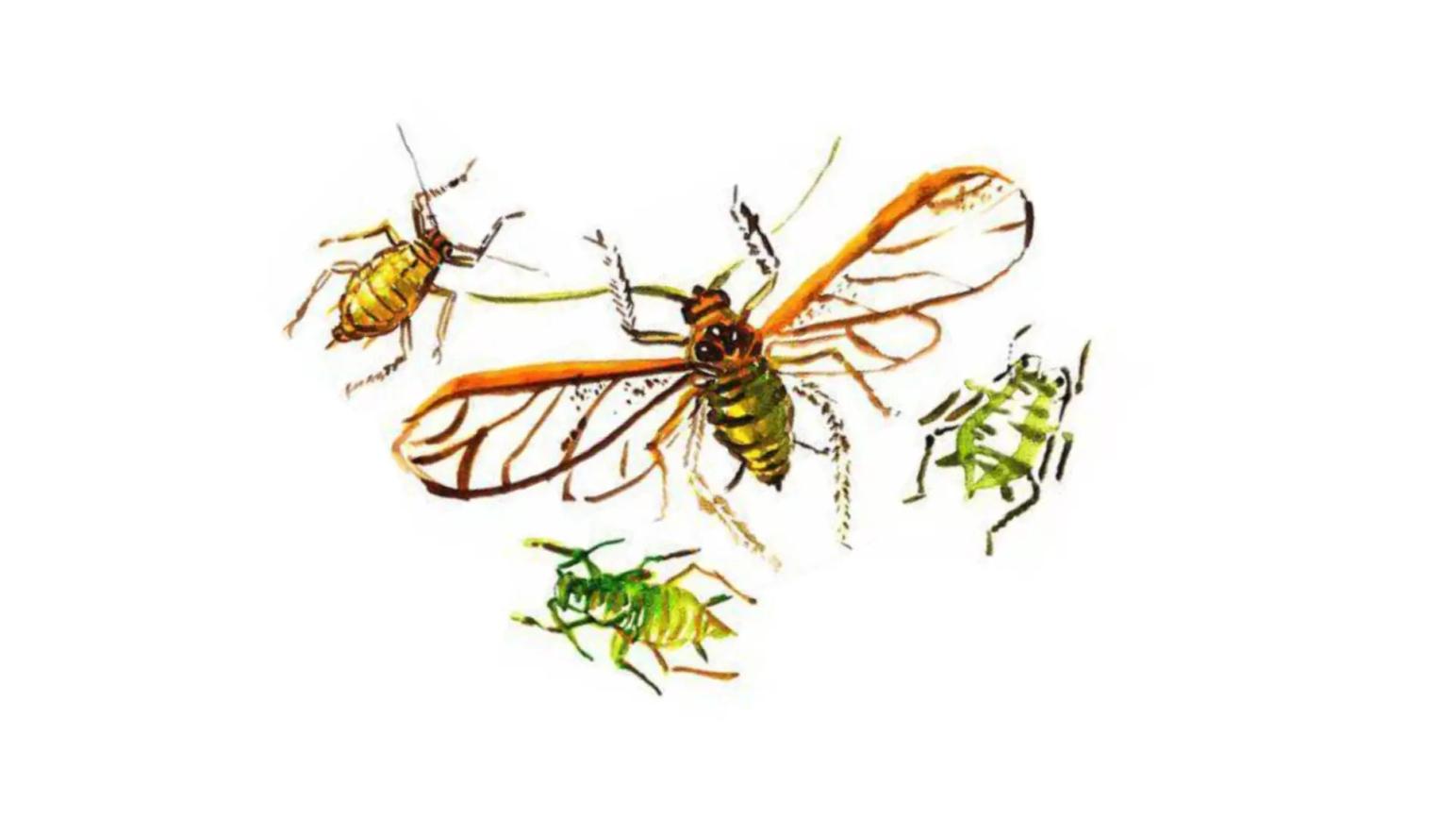 Обыкновенная злаковая тля