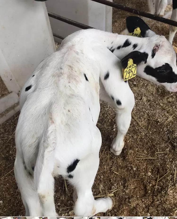 Одна из болезней животных, наносящая большой экономический ущерб хозяйствам.