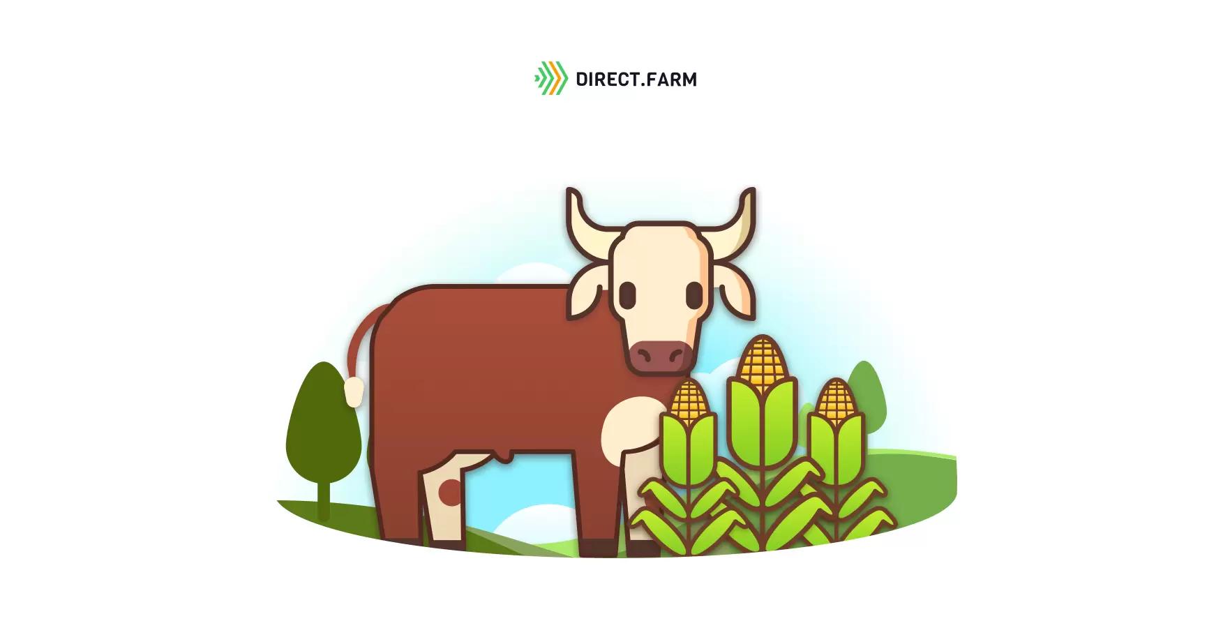 Какие кормовые выращивать для мясного скота?