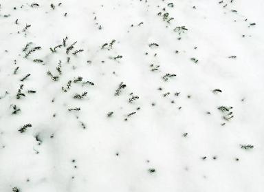 Снегурок 25 февраля сорт льна масличного