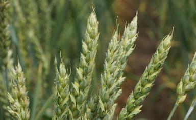 Ульяновская 105  сорт мягкой яровой пшеницы